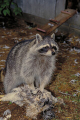 Raccoon eating chicken while invading a ranch.