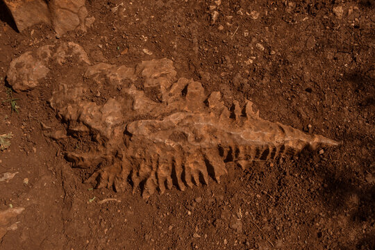 Karren (lapiaz) furrows on eroded limestone rock