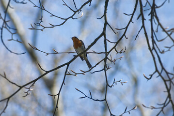 European robin (Erithacus rubecula) sitting on a tree branch in Zurich, Switzerland