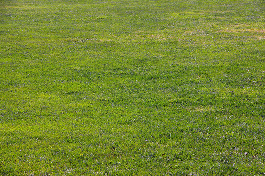 Agreen, turf, color, natural, surface, wallpaper, nature, texture, pattern, abstract, outdoor, spring, environment, field, closeup, background, grass, carpet, plant, garden, ground, rea of green grass