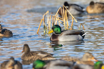 Mallard ducks in winter