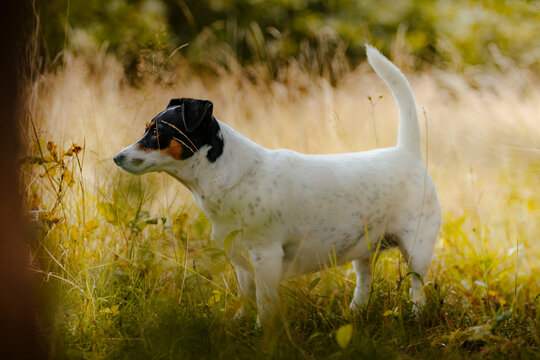 Dog from side.