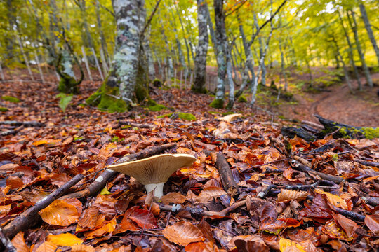 Los duendes del bosque. Las setas son sin duda las estrellas del bosque oto&ntilde;al, oblig&aacute;ndonos a mirar al suelo para encontrarlas.