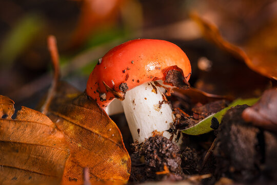 Russula. Una de las especies m&aacute;s llamativas del bosque cuando est&aacute; fresca.