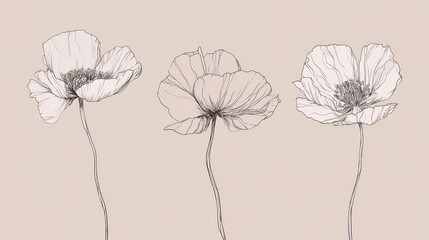 Delicate pencil sketch showcases three elegant poppy flowers with slender stems, set against a muted, rosy backdrop