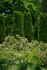 Obraz premium Roses bloom vibrantly among leafy trees in a serene garden, inviting nature's beauty and peace
