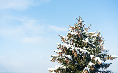 Snowy Pine Tree Peak Under Clear Blue Sky. High quality photo