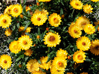 Yellow Xerochrysum bicolor is a flowering plant in the family Asteraceae, native to Tasmania, where it is found in wetter habitats near the coast 