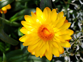 Close-up yellow Xerochrysum bicolor is a flowering plant in the family Asteraceae, native to Tasmania, where it is found in wetter habitats near the coast 