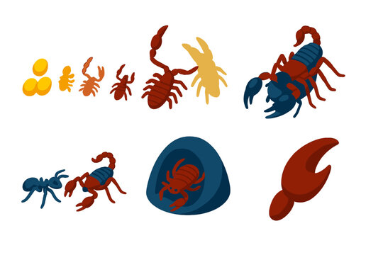 Pseudoscorpion Lifecycle Icons. Isometric vector illustration set Pseudoscorpions: pseudoscorpion lifecycle, molting process,