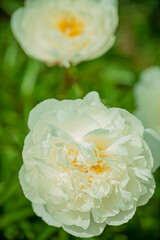 Obraz premium Delicate white peonies thrive in a sunny garden, radiating beauty and tranquility in springtime