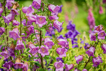 Obraz premium Clusters of stunning purple blooms come alive in a sunny garden, radiating beauty and joy