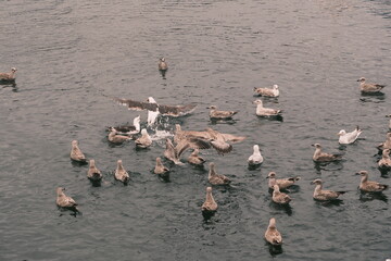 Groupe de go&eacute;lands .
