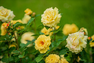 Bright yellow roses flourish in a verdant garden, spreading joy and beauty in the spring sunshine