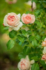 Fototapeta premium Peach roses open softly, surrounded by vibrant green leaves in a tranquil garden setting