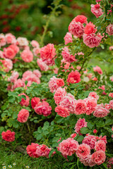Fototapeta premium Pink and coral roses fill a lush garden, their petals soft and inviting under the sun