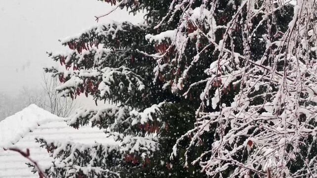 A closeup footage of snow flakes falling and covering the trees in a forest. High quality 4k footage