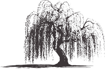 Black and white line of a weeping willow tree with drooping branches © Musfiqur