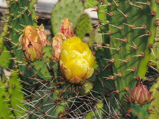 Opuntia ficus-indica or Barbary fig, with green barbed leaves or cladodes and yellow flower, close up. Indian fig Opuntia or prickly pear is a genus in the cactus family, Cactaceae.