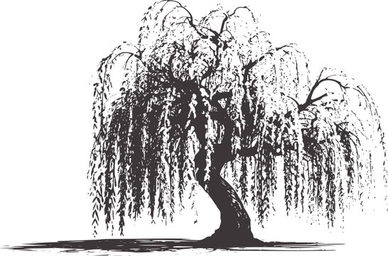 Black and white line of a weeping willow tree with drooping branches
