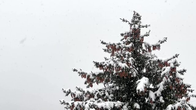 A closeup footage of snow flakes falling and covering the trees in a forest. High quality 4k footage