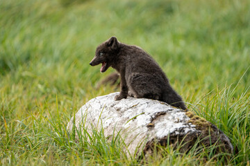 Obraz premium A young brown, grey polarfox on Iceland