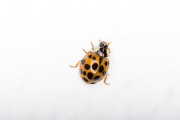Asiatischer Marienk&auml;fer (Harmonia axyridis)