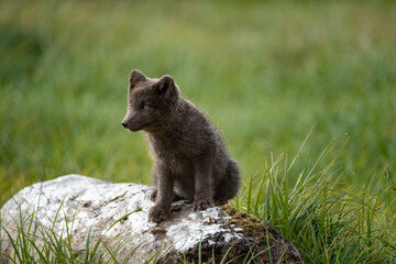 Fototapeta premium A young brown, grey polarfox on Iceland