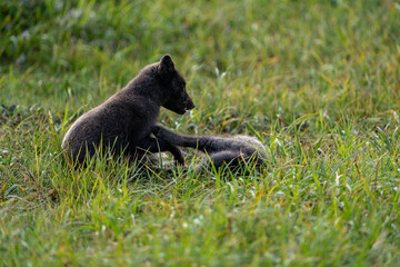 Fototapeta premium A young brown, grey polarfox on Iceland