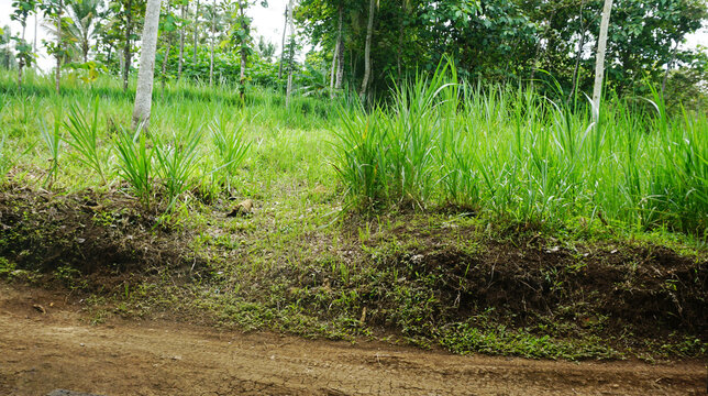 Green grassy embankment along a rural dirt road in a tropical countryside