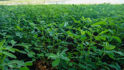 Row of young peanut plants growing in a fertile agricultural field