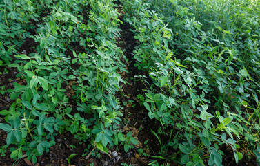 Row of young peanut plants growing in a fertile agricultural field