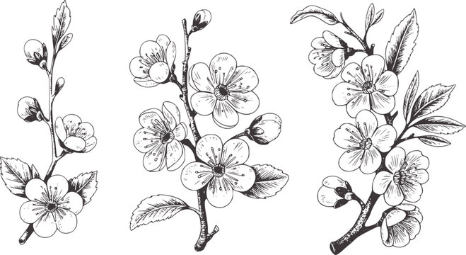 Hand drawn black and white plum blossom flower branches
