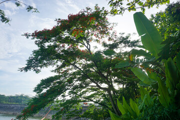 Elegant tall tree silhouette against vibrant blue sky with wispy clouds
