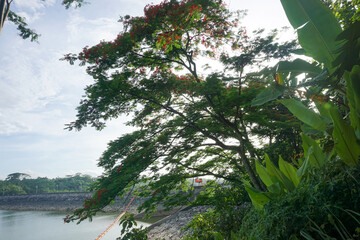 Elegant tall tree silhouette against vibrant blue sky with wispy clouds