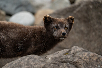 Obraz premium A young brown, grey polarfox on Iceland