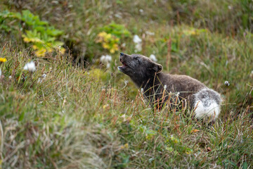Fototapeta premium A young brown, grey polarfox on Iceland