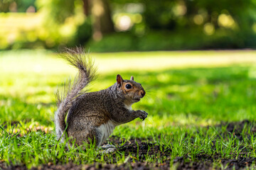 Naklejka premium Curious squirrel in an English park