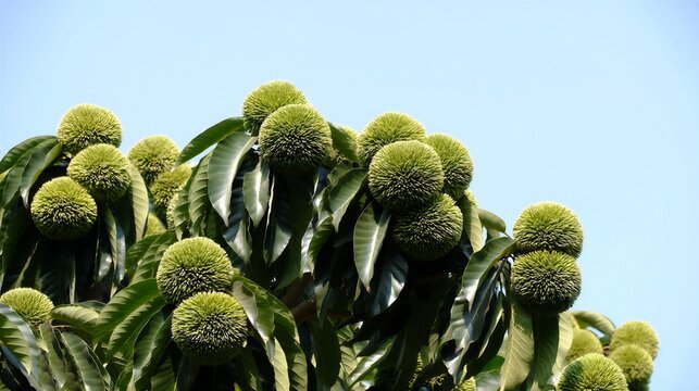 Chestnut tree fruit close-up