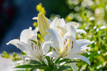 Fototapeta premium Madonna Lily flowers in bloom