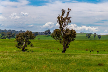 Fields and pastures around the Cowra region in Spring © Merrillie