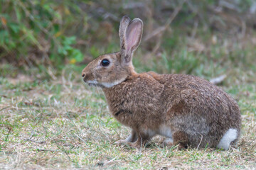 Fototapeta premium Wild European Rabbits in Australia (Oryctolagus cuniculus)