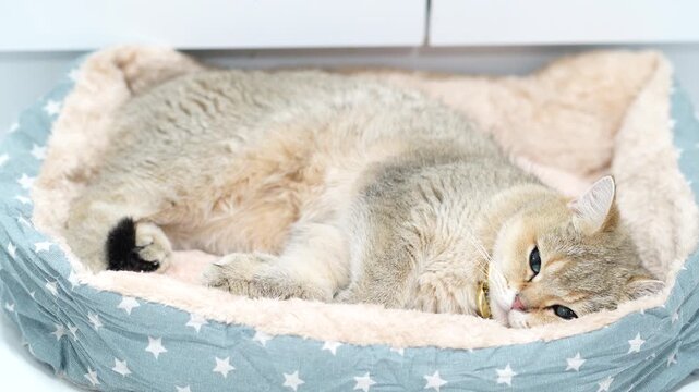 Cozy cat resting in soft, star patterned pet bed, surrounded by fluffy bedding, creates serene atmosphere that showcases tranquil beauty of this adorable animal
