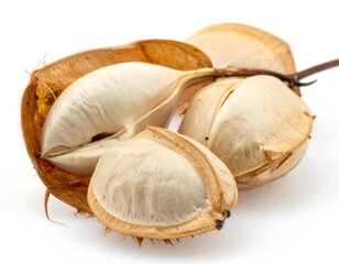Open, dry, tan-colored seed pod with white, smooth seeds spilling out against a plain white background