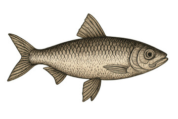 Obraz premium Vintage fish illustration with scales and fins, marine life drawing, isolated on transparent background, aquatic nature art