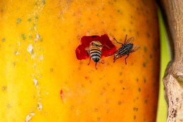 Bees feeding on a decomposing papaya.