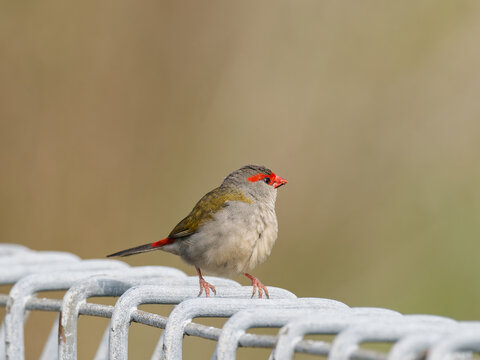 Red-browed Finch or red browed firetail (Neochmia temporalis) perched on a steel fence with bokeh background