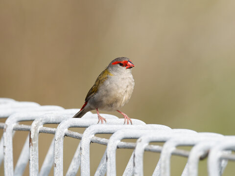 Red-browed Finch or red browed firetail (Neochmia temporalis) perched on a steel fence with bokeh background