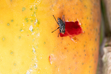 Flesh fly (genus Sarcophaga) feeding on papaya.