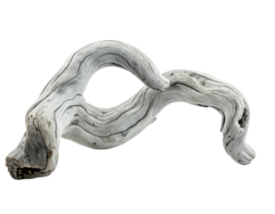 Close-up of weathered driftwood in shades of gray against a stark black background